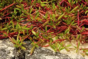 Sesuvium: Galapagos carpetweed
