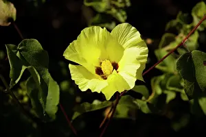 Gossypium: Galapagos cotton - in flower