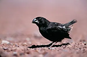 Darwins: Galapagos / DarwinIs Finch - Large Ground Darwin