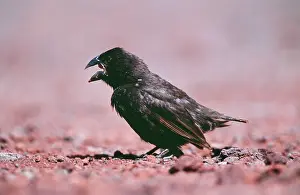 Darwins: Galapagos / DarwinIs Finch - Large Ground Finch