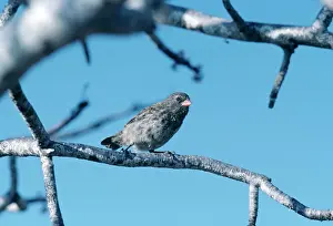 Darwins: Galapagos / DarwinIs Finch - Small Ground Finch