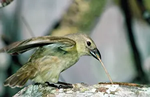 Darwins: Galapagos / DarwinIs Finch - Woodpecker / Carpenter