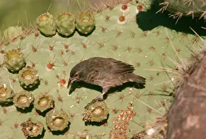 Darwin: Galapagos / Darwin's Cactus FINCH - perched on cactus