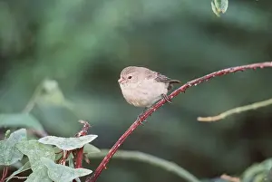 Darwins: Galapagos / Darwin's Small Tree Finch