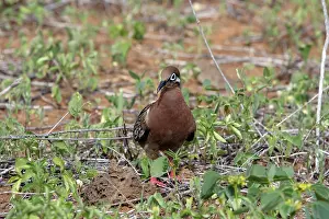 Zenaida: Galapagos Dove