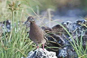 Zenaida: Galapagos dove