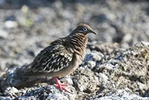 Zenaida: Galapagos dove