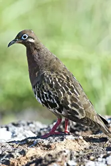 Zenaida: Galapagos dove