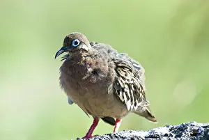 Zenaida: Galapagos dove
