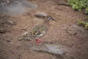 181017: Galapagos Dove - Foraging on the ground - Espanola