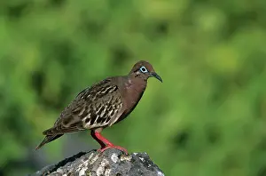 Zenaida: Galapagos Dove - Hood (Espanola) island