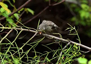 Crack: Galapagos Finch cracking a seed