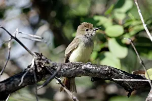 Myiarchus: Galapagos Flycatcher
