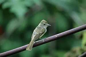 Magnirostris: Galapagos Flycatcher