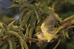 Myiarchus: Galapagos Flycatcher