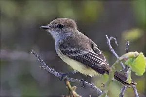 181017: Galapagos Flycatcher - Perched on a small branch