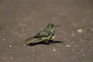 Magnirostris: Galapagos Flycatcher - Taking Off