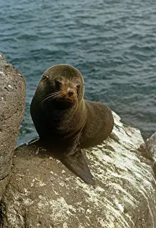 Galapagoensis: Galapagos Fur Seal - endemic