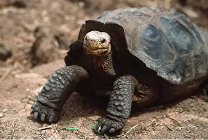Tortoise: Galapagos Giant Saddleback Tortoise