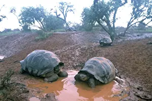 Puddles: Galapagos Giant Tortoise - 2 at drinking pool