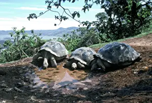Elephantopus: Galapagos Giant Tortoise - 3 drinking from pool