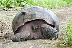Elephantopus: Galapagos Giant Tortoise
