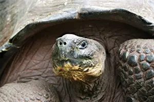 Elephantopus: Galapagos Giant Tortoise