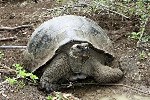 Elephantopus: Galapagos Giant Tortoise