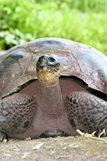 Elephantopus: Galapagos Giant Tortoise