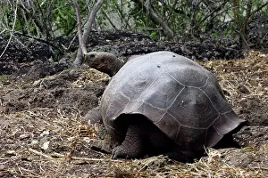 Elephantopus: Galapagos Giant Tortoise