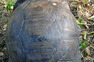Elephantopus: Galapagos Giant Tortoise