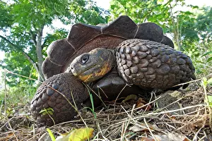 Elephantopus: Galapagos Giant Tortoise