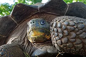 Elephantopus: Galapagos Giant Tortoise