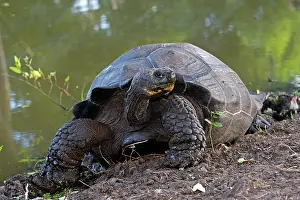 Elephantopus: Galapagos Giant Tortoise