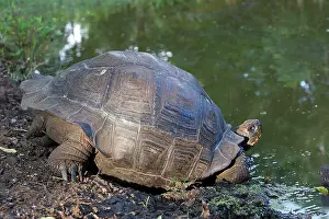 Elephantopus: Galapagos Giant Tortoise