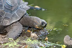 Elephantopus: Galapagos Giant Tortoise