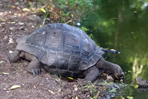 Elephantopus: Galapagos Giant Tortoise