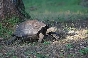 Elephantopus: Galapagos Giant Tortoise