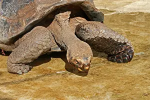 Elephantopus: Galapagos Giant Tortoise