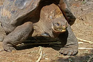 Elephantopus: Galapagos Giant Tortoise