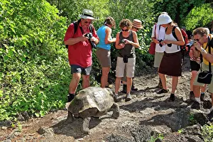 Elephantopus: Galapagos Giant Tortoise