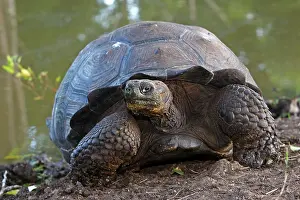 Elephantopus: Galapagos Giant Tortoise