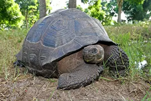 Elephantopus: Galapagos Giant Tortoise
