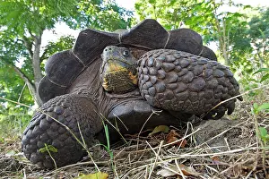 Elephantopus: Galapagos Giant Tortoise