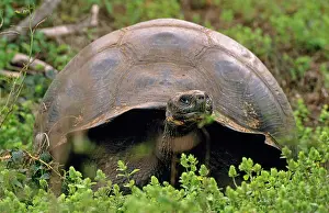 Elephantopus: Galapagos Giant Tortoise