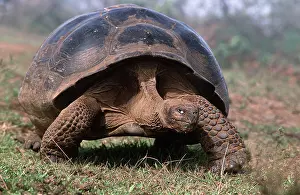 Elephantopus: Galapagos Giant TORTOISE