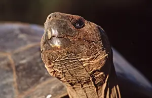Elephantopus: Galapagos Giant Tortoise