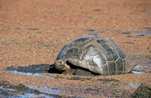 Porteri: Galapagos Giant Tortoise