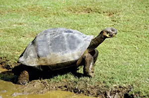 Elephantopus: Galapagos Giant Tortoise