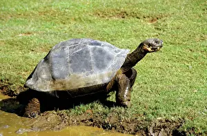 Elephantopus: Galapagos Giant Tortoise